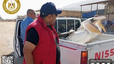 القائم بأعمال وزير البيئة تعلن انتهاء حملة موسعة لحصر وجمع طيور البجع بطريق السخنة