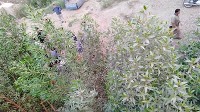 حالتهما خطيرة.. إصابة شخصين في انقلاب تروسيكل بالفيوم