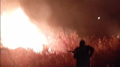 نفوق 7 آلاف دجاجة في حريق مزرعة دواجن بالمحلة بسبب انفجار أسطوانة غاز