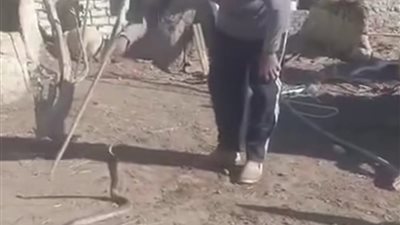 إصابة شاب بلدغة ثعبان بقرية فرقص في الفيوم