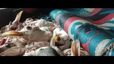 ضبط 132 رأس بتلو مذبوحة خارج المجازر الحكومية بالفيوم