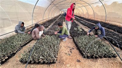 احتفالًا باليوم العالمي لشجرة الزيتون.. الزراعة توزع 850 ألف شتلة بالمجان على أهالي سيناء 