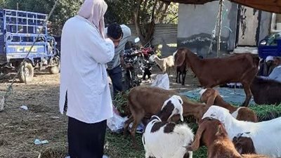 وحدة الوبائيات بالقليوبية تتابع الحالة الوبائية بسوق الغزاوية بطوخ وتؤكد: الوضع آمن ومستقر