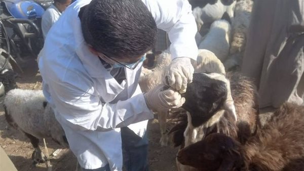 تحصين الحيونات بالأقصر