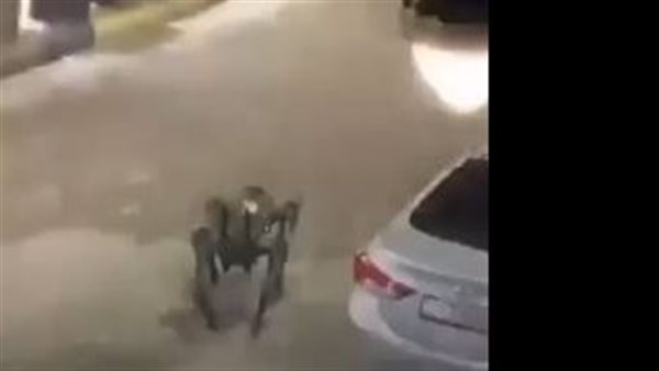 صورة من الفيديو 