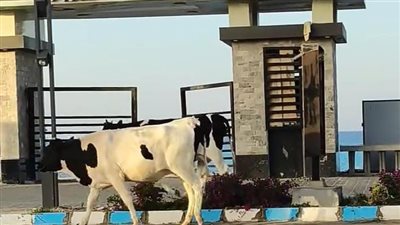 الأبقار والجاموس تتجوّل على كورنيش مرسى مطروح وتثير دهشة الأهالي