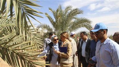 نائب محافظ الوادي الجديد ومديرة يونسكو تتفقدان مزرعة نخيل على مساحة 3000 فدان