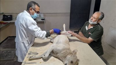 بيطري أسيوط: حملات لجمع الكلاب الضالة ونقلها إلى مراكز إيواء مجهزة