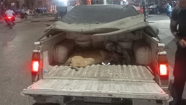 حملات تحصين الكلاب