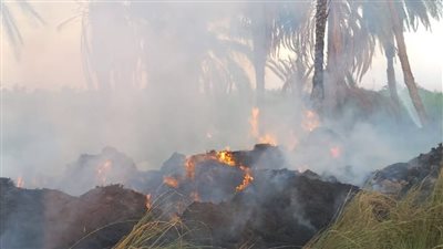 الدخان غطى السماء.. السيطرة على حريق اندلع في عدد من أشجار النخيل بإسنا