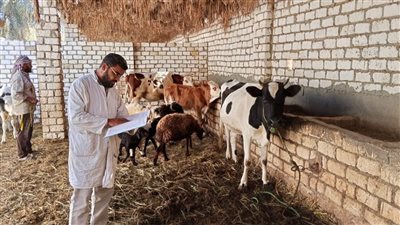 محافظ أسيوط: تحصين أكثر من 124 ألف رأس ماشية لمواجهة الحمى القلاعية والوادي المتصدع