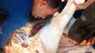 بيطري أسيوط: جهود مكثفة داخل المجازر الحكومية لضمان سلامة اللحوم قبل طرحها في الأسواق