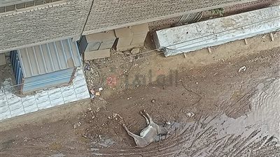 صاحبه تركه وهرب.. نفوق حمار في أحد شوارع شبرا الخيمة يثير استياء الأهالي: الريحة صعبة