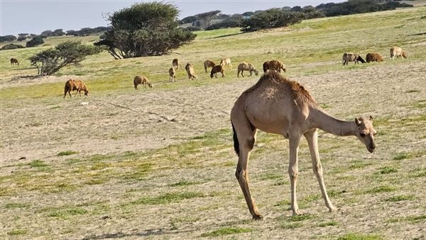 صحراء حلايب وشلاتين