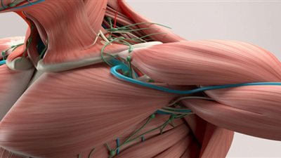 بشرى سارة.. نجاح عقار جديد لعلاج خلايا الضمور العضلي دوشين