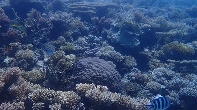 البيئة تعلن الحيد المرجاني العظيم بالبحر الأحمر منطقة محمية طبيعية بحرية | صور