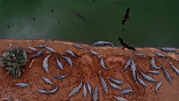 قتل إسرائيل للتماسيح