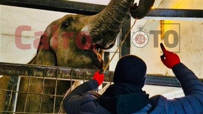 لأول مرة.. تحالف تطوير حديقة الحيوان يدرب العمال على التعامل مع الأفيال في جورجيا قبل استقدام 4 أفيال لمصر 