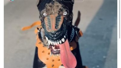 بماسك ولينسيز| هجوم على شخص غيّر ملامح كلبه.. ومطالب بمحاسبته