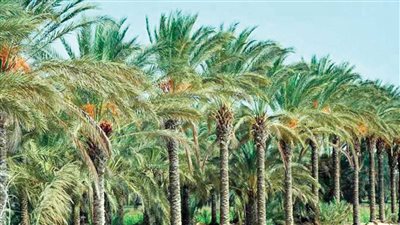 4.6 مليون نخلة.. زراعة الوادي الجديد تنتهي من حصر النخيل