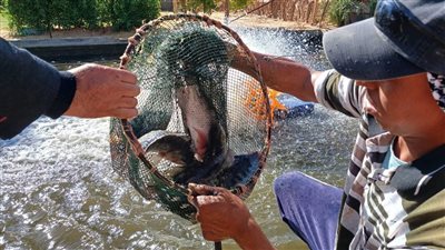 طرح أسماك مشروعات الاستزراع السمكي في الأسواق بالوادي الجديد