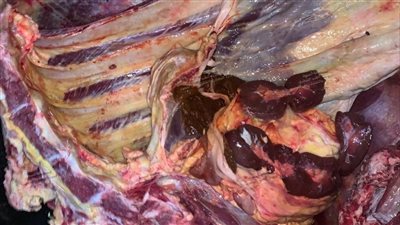 ضبط لحوم ودواجن وأسماك غير صالحة للاستهلاك الآدمي خلال حملات بأسيوط