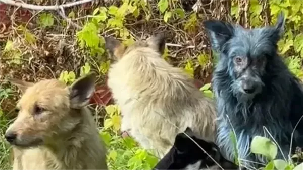 الكلاب الزرقاء في