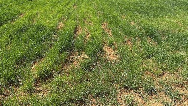 مكافحة القوارض الحقليه