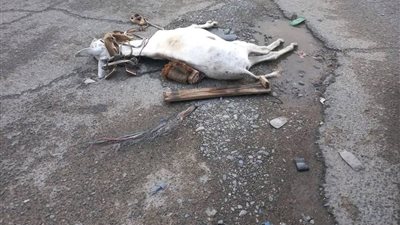 نفوق حمار وإصابة صاحبه صعقًا بالكهرباء في الفيوم