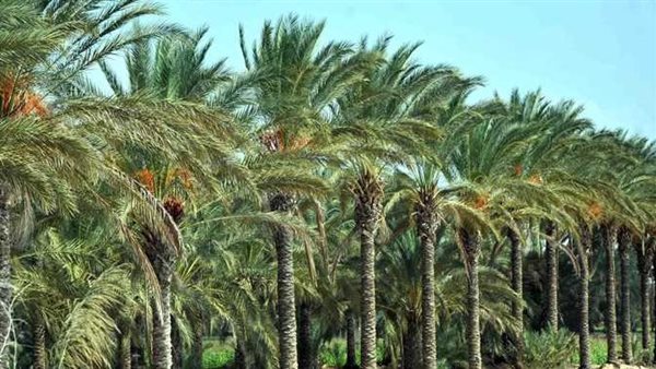 نخيل بمحافظة الوادي