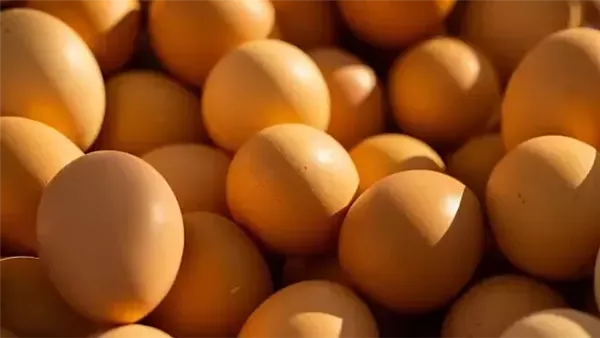 البيض - صورة تعبيرية