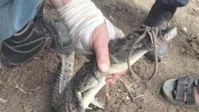 محافظ الشرقية يعلن نجاح اصطياد تمساح الزوامل في مركز بلبيس