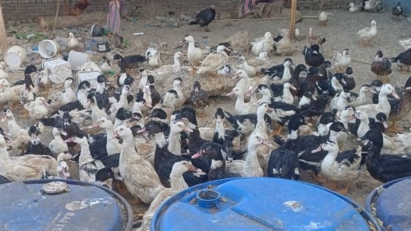 ضبط وإزالة مخزن خردة