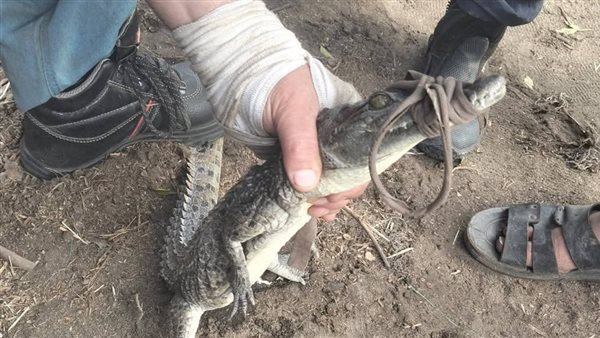 تمساح قرية الزوامل