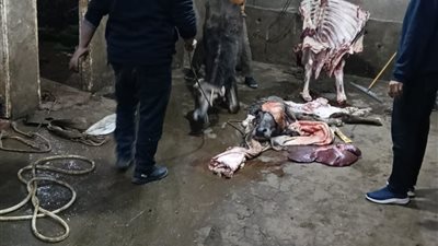 محافظ المنوفية: ضبط 1.8 طن لحوم لذبائح مريضة و3 مواشٍ قبل الذبح وإحالة المتهمين للنيابة