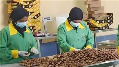 بـ13 مليون جنيه.. إقامة مشروعات إنتاجية جديدة في الوادي الجديد