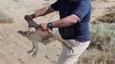 من الطيور الجارحة الفريدة.. محميات البحر الأحمر تنجح في إنقاذ «عقاب نساري» بـ أبو غصون| صور