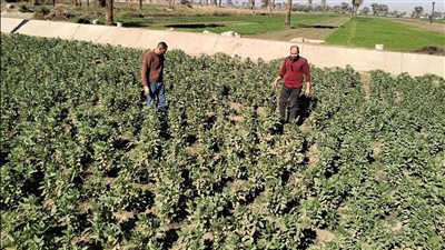 محافظ أسيوط: تكثيف المتابعة الميدانية للمحاصيل الشتوية لضمان خلوها من الآفات