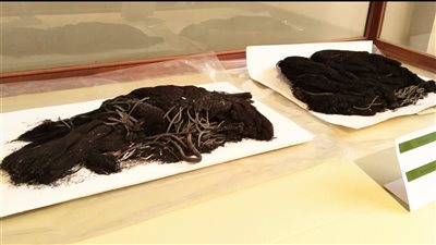 أناقة خالدة من شعر حقيقي.. المتحف المصري يكشف لأول مرة عن باروكتي يويا وتويا | صور