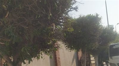 استعدادا لاحتفالات عيد الميلاد.. حي وسط بالإسكندرية يبدأ تهذيب الأشجار بالحدائق ومحيط الكنائس