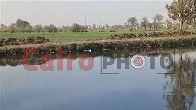 شاهد عيان على واقعة ظهور تمساح جديد بقرية عمريط بالشرقية يروي التفاصيل