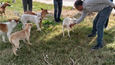 حملة مكثفة لتطعيم الكلاب الضالة ضد مرض السعار بالحي الخامس بمدينة العبور