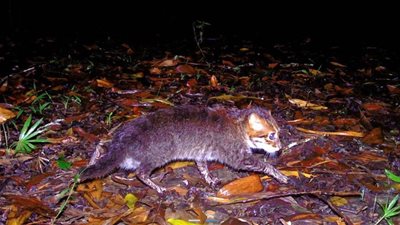 للمرة الأولى منذ 30 عامًا.. ظهور قط من فصيلة نادرة في تايلاند