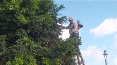 حي وسط بالإسكندرية يرفع كفاءة المسطحات الخضراء