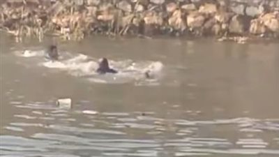 ضحى بنفسه.. تفاصيل غرق سائق أتوبيس خلال محاولته إنقاذ ركاب ميكروباص سقط في ترعة المريوطية| صور