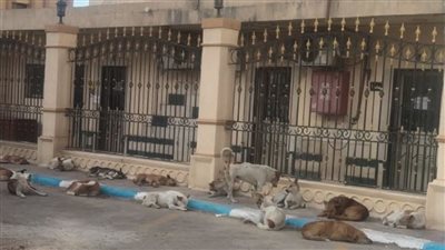 انتشار عدد كبير من الكلاب الضالة بمحيط ديوان عام محافظة مطروح يثير استياء المواطنين