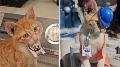 المهندس مياوريسيو.. شركة مكسيكية تعين قطا برتقاليا مديرا للدعم العاطفي 