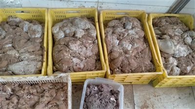 ضبط نصف طن مواد غذائية منتهية الصلاحية خلال حملة بالإسكندرية 