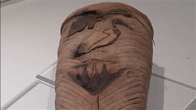 متحف التحنيط بالأقصر يعرض مومياء طائر أبو منجل احتفالًا باليوم الدولي للتعليم