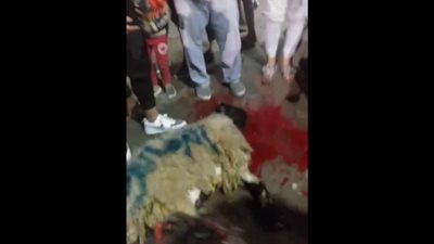 جمهور الأهلي يذبح خروفاً عليه اسم الزمالك في منطقة الحسين (فيديو)